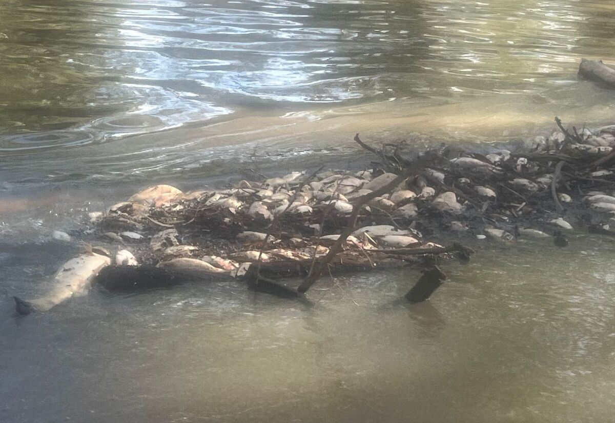 Low oxygen found in Walgett rivers after fish kill