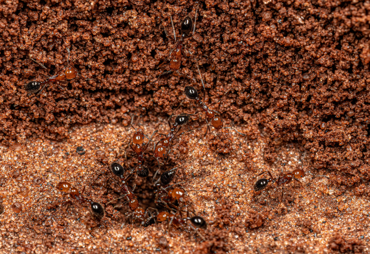 Farmers call for border crackdown to stop fire ants