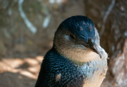 Leigh Penguin Project - Dec 24 Update