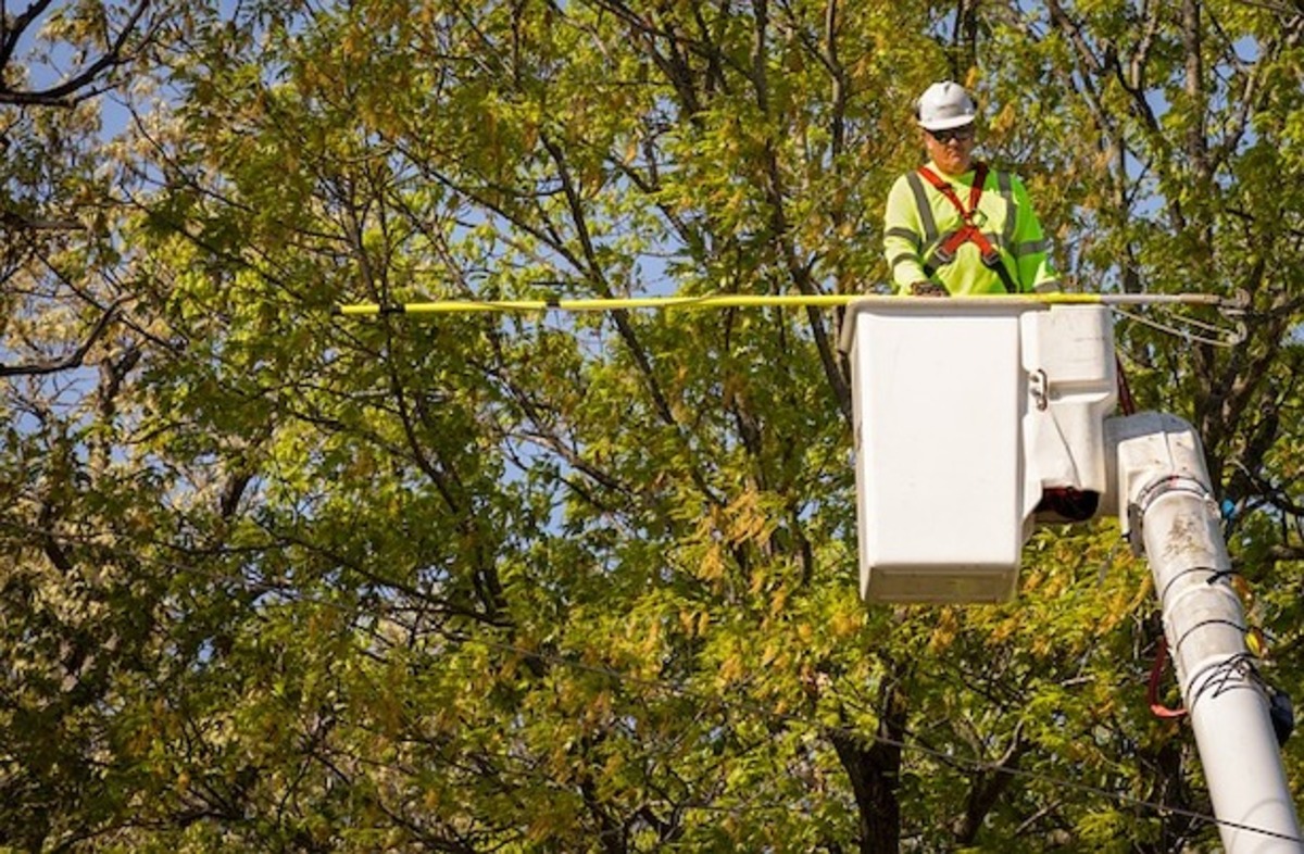 Fake arborists threaten healthy trees