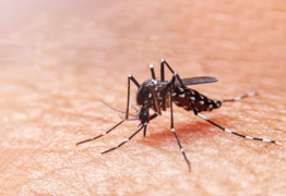 Protecting Yourself from Mosquitoes