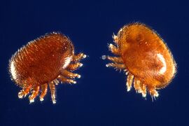Special trainers to tackle Varroa mite