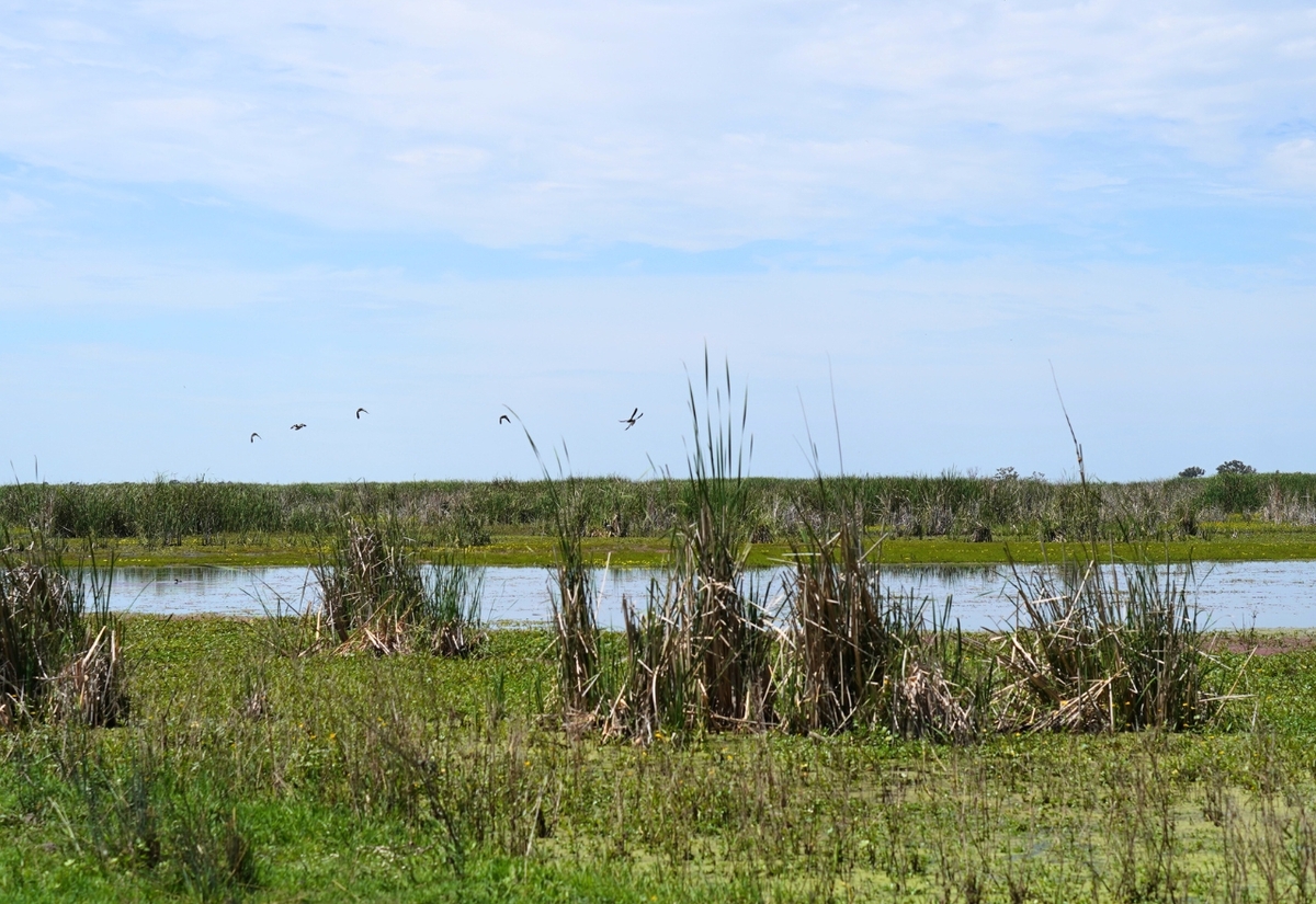 Marshes drilling battle heads into 2025