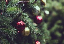 Merry Christmas from The Hibiscus Coast App