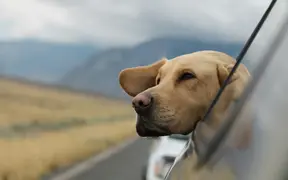 Can pets suffer from carsickness?