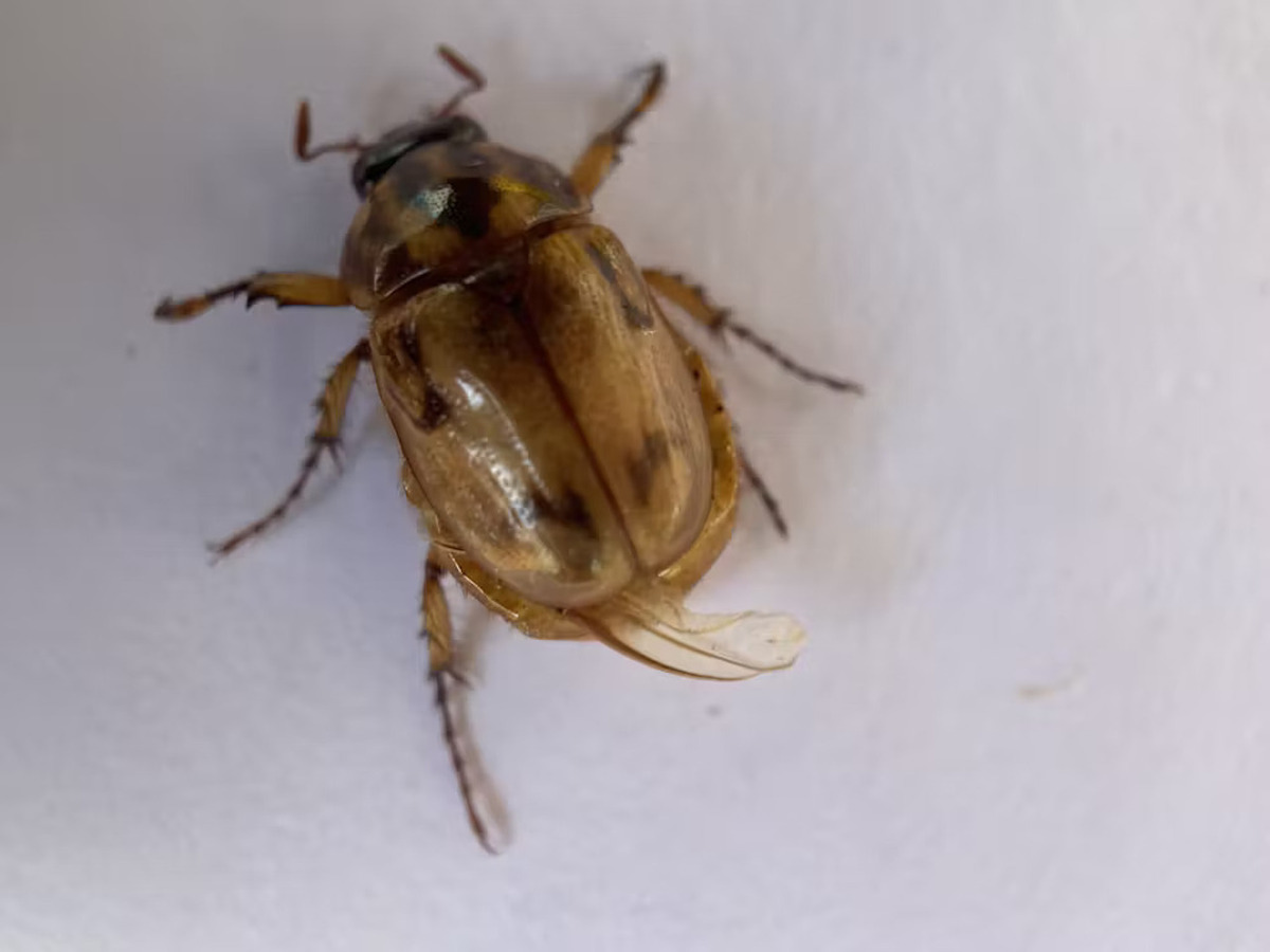 Christmas Beetles: A Seasonal Curiosity