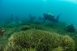 Caulerpa threat: boaties urged to help stop the spread this summer