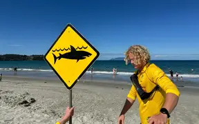 Shark attacks rare in NZ