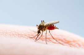 Residents urged to take care this mosquito season 