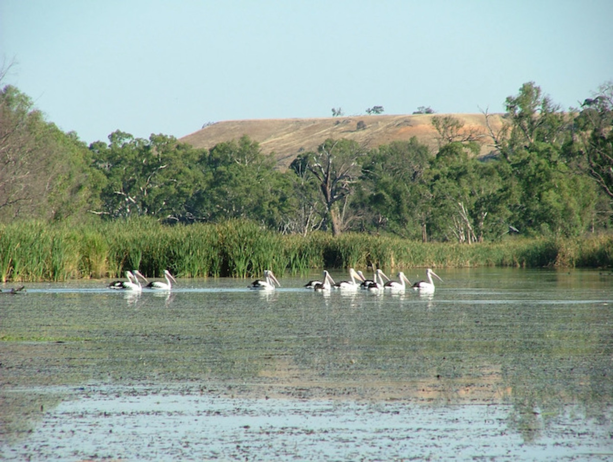 Coorong gets restoration funding boost