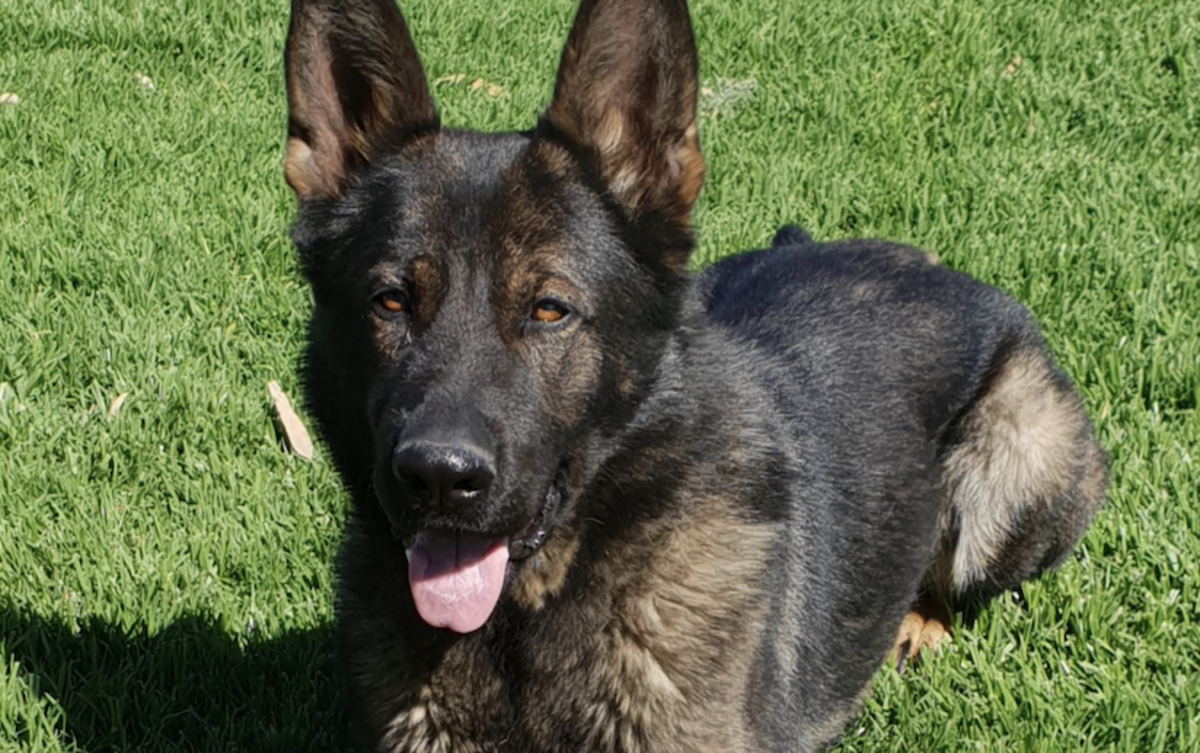 Noarlunga Centre arrest