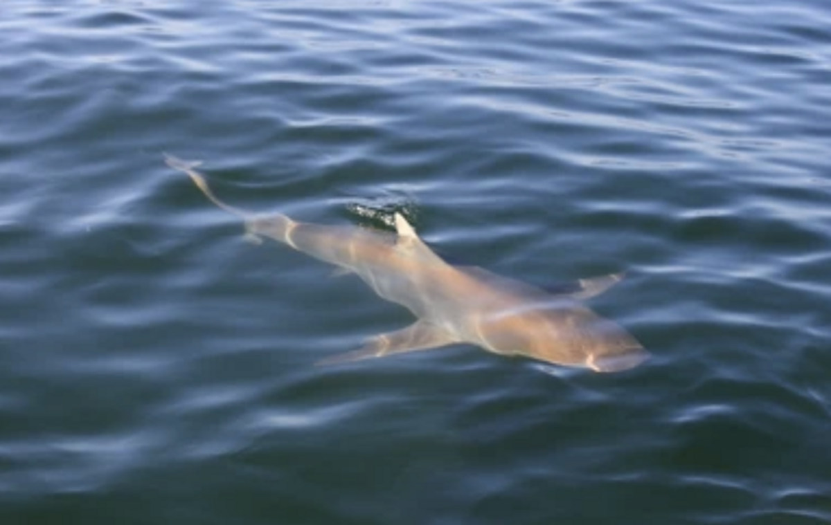 Shark spotted near Aldinga Beach