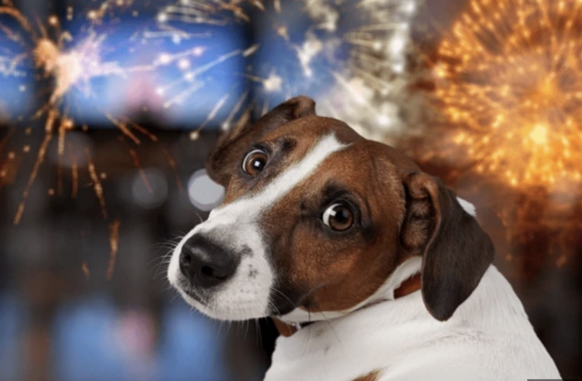 Keep pets safe tonight