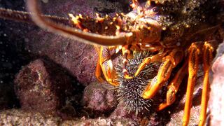 New marine protections in the Hauraki Gulf/Tīkapa Moana