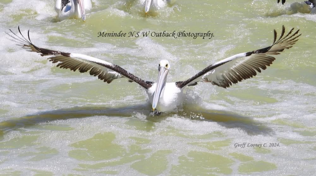 Pelicans descend on Menindee Lakes