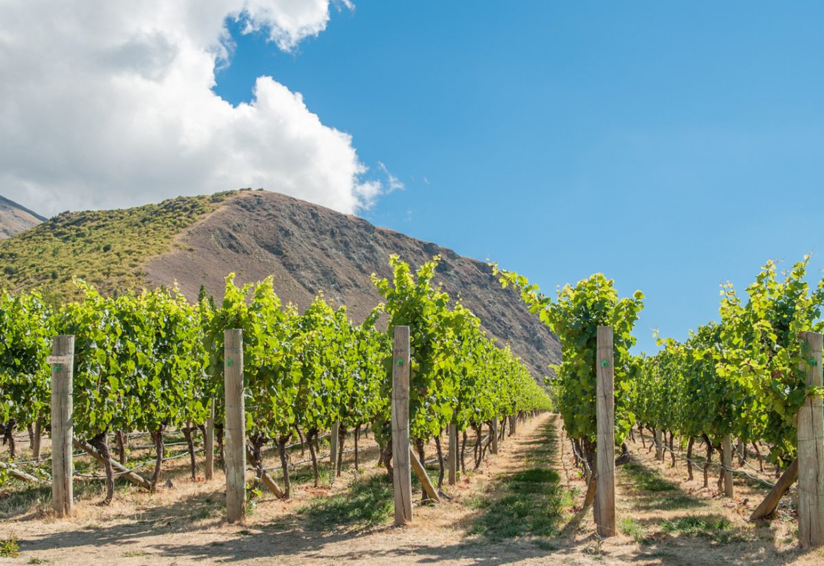 Discover the Best of Central Otago (sponsored)