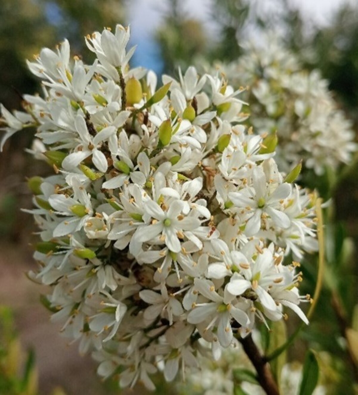 Christmas Bush, A habitat gardening favourite