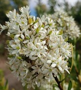 Christmas Bush, A habitat gardening favourite