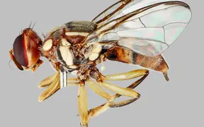 Destructive fruit fly found in South Auckland surveillance trap