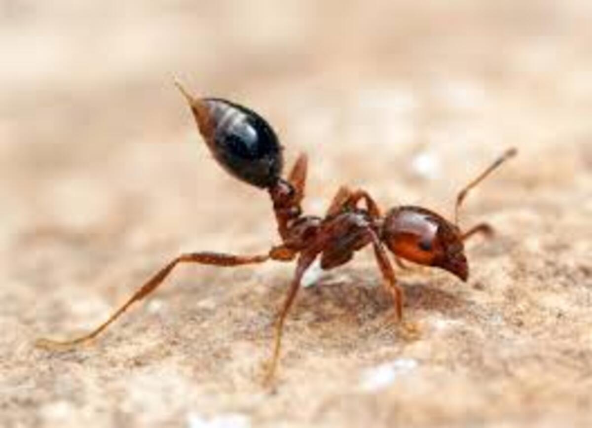 Fire ant risk rises as interstate travel reaches peak hour