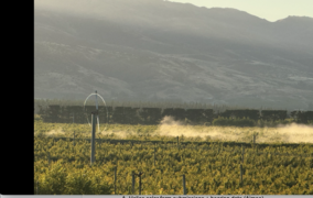 Mixed bag for cherry growers