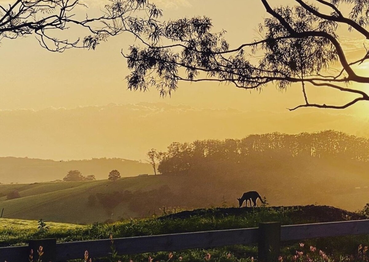 Protecting your chooks from foxes, quolls, snakes, and birds in Kiama