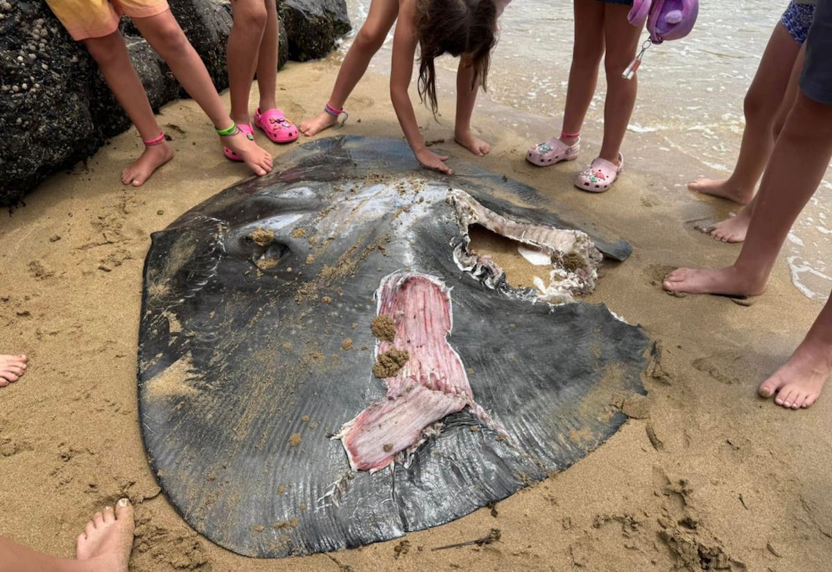 Kiama’s East Beach closed following shark sighting
