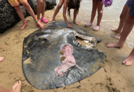 Kiama’s East Beach closed following shark sighting 