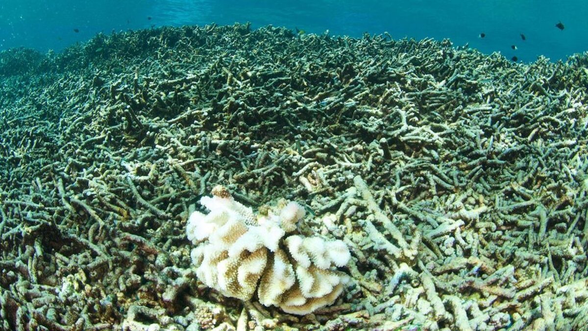 Record Highs Reached for Ocean Temperatures