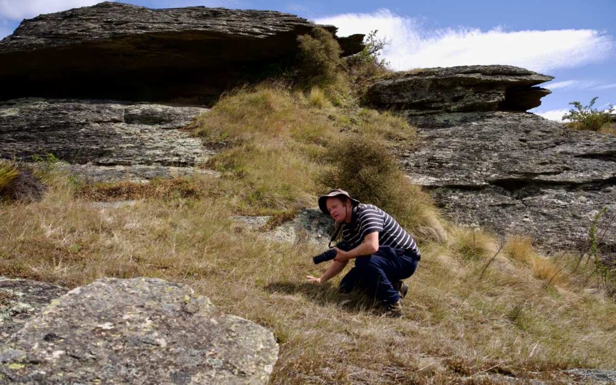 Our Changing World: Bringing back lizards in Central Otago