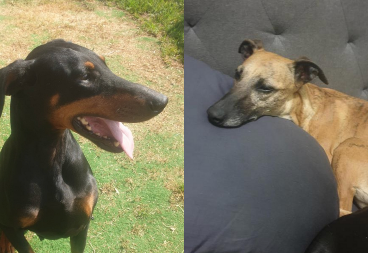 RSPCA Dogs of the week: Isabella and Sierra