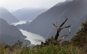 Council investigate reports of an algal bloom in Doubtful Sound