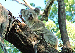 Immediate action needed to help save koalas
