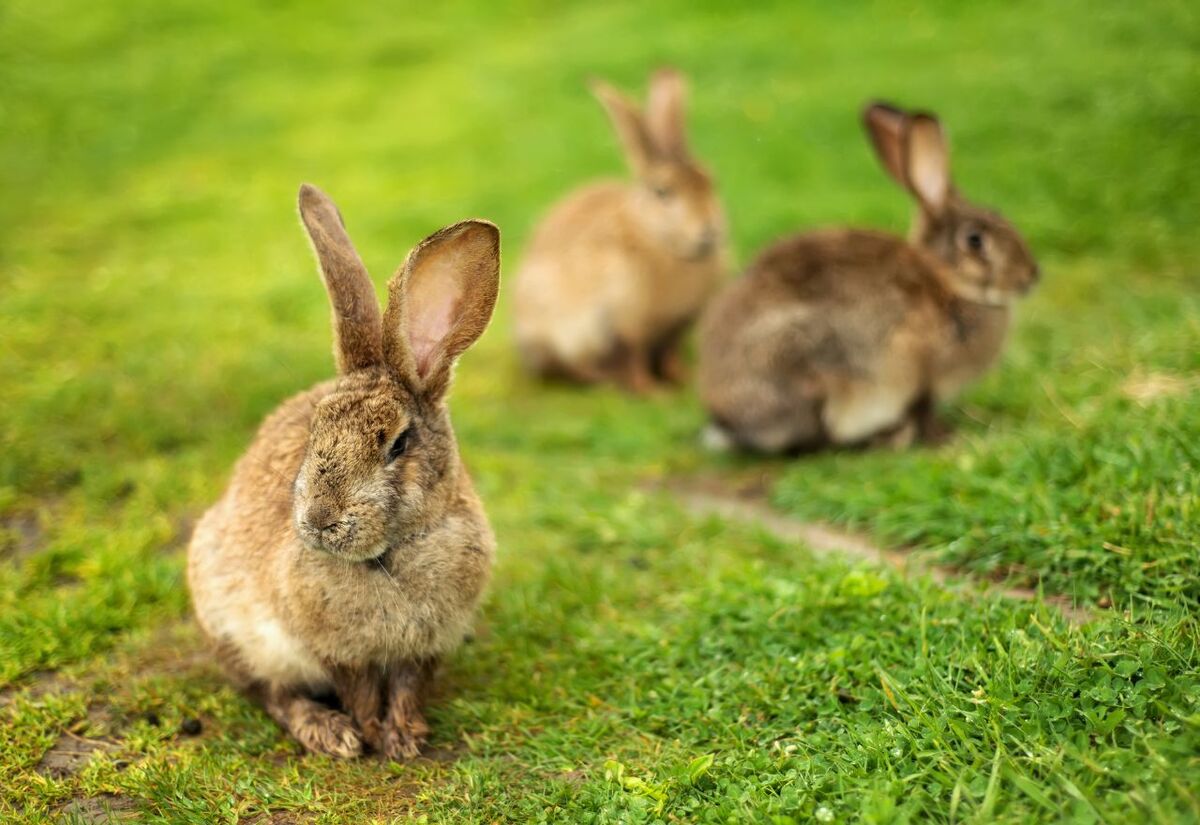 Rabbits Raise Safety Concerns at Silverdale United Rugby Club
