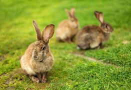 Rabbits Raise Safety Concerns at Silverdale United Rugby Club