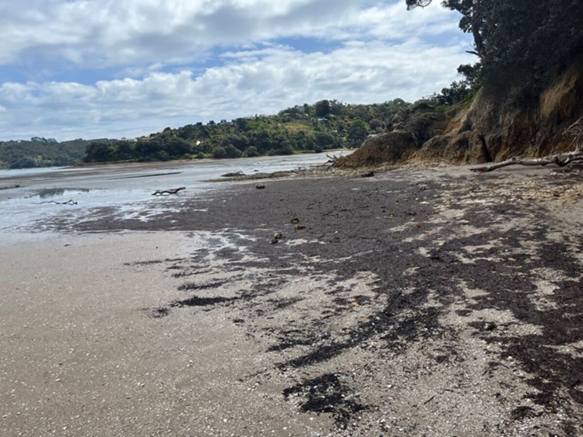 Slimy Algae Washes Up on Auckland Beaches