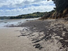 Slimy Algae Washes Up on Auckland Beaches