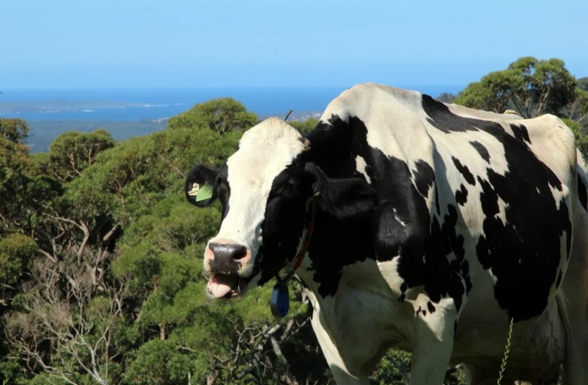 Keeping Kiama’s dairy industry cool by breeding heat-resilient cows