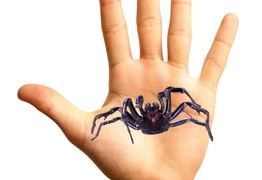 Australia’s monster spider strikes fear and fascination