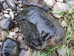 ES issues alert after toxic algae found in Waihopai River