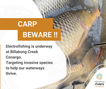 Electrofishing Efforts Boost Native Fish Populations in Billabong Creek