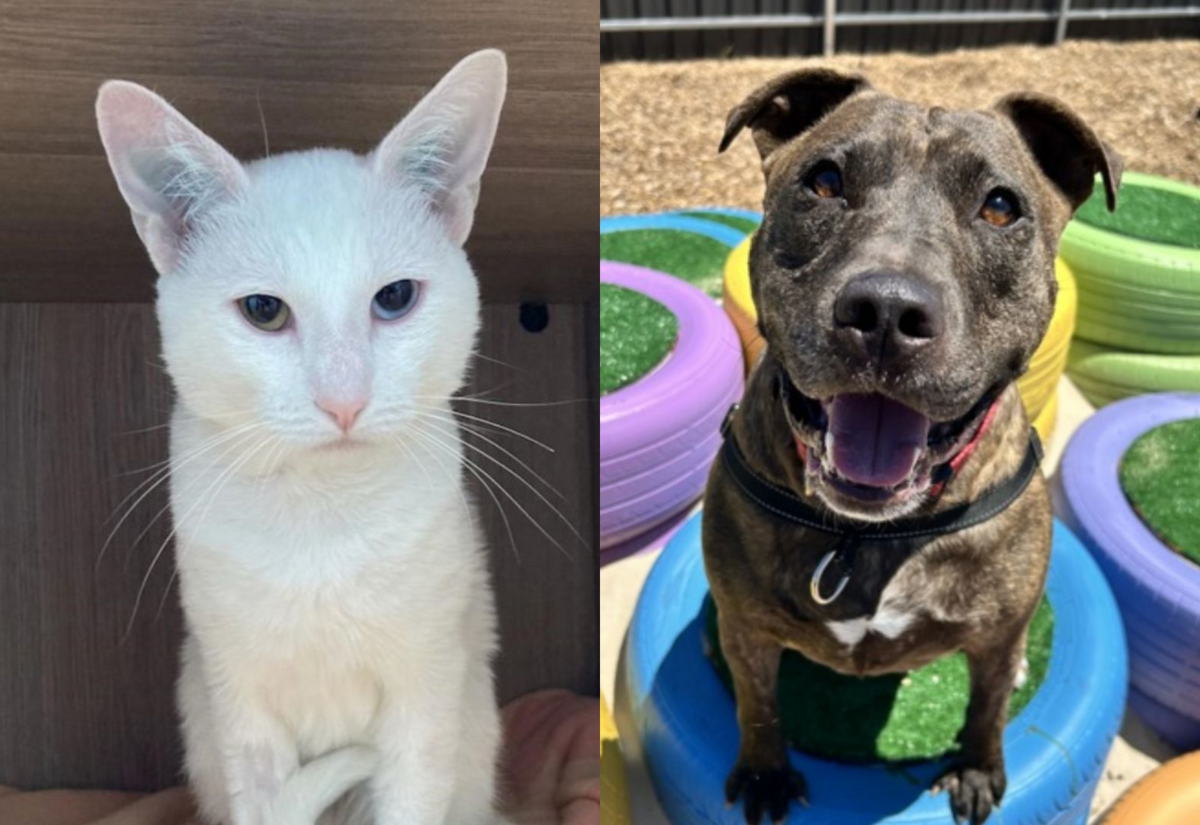 Cola and Jordy are looking for a new home