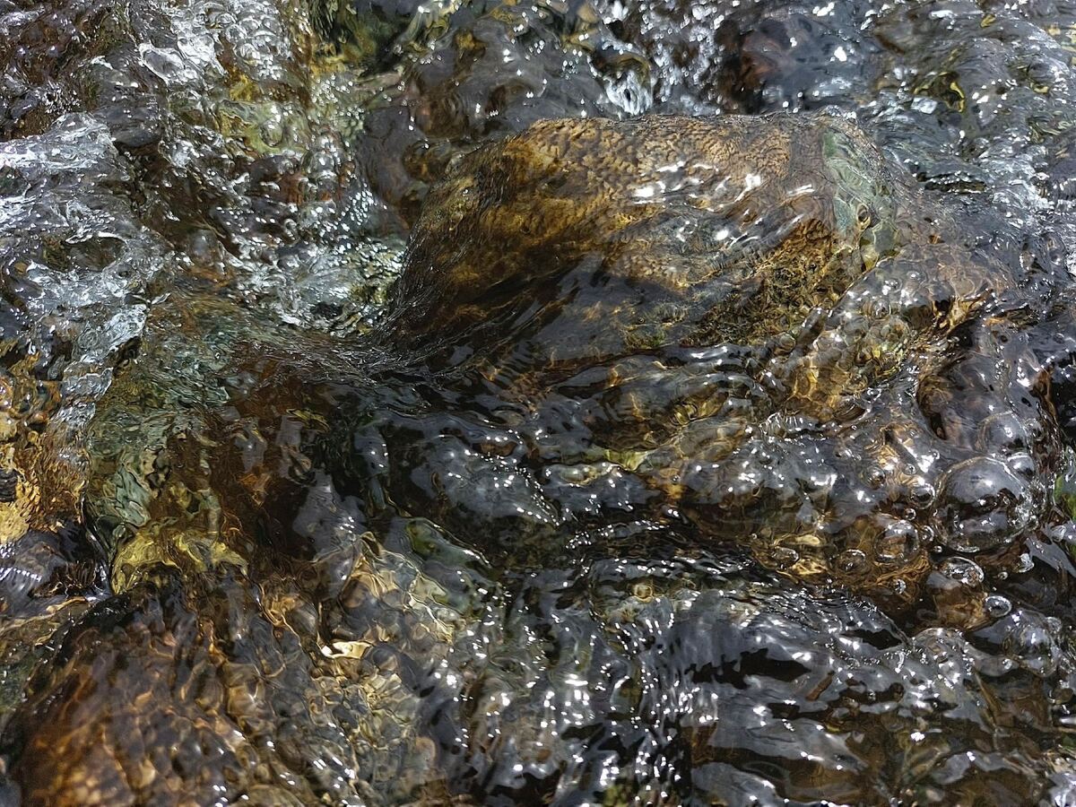 Toxic Algae warning for Whitestone River
