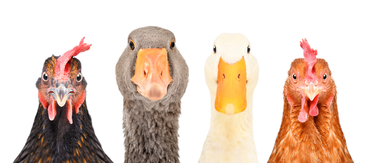 HR: Do you have your ducks in a row for the New Year?  