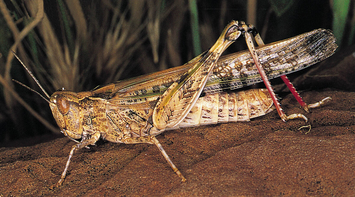 Locust watch continues