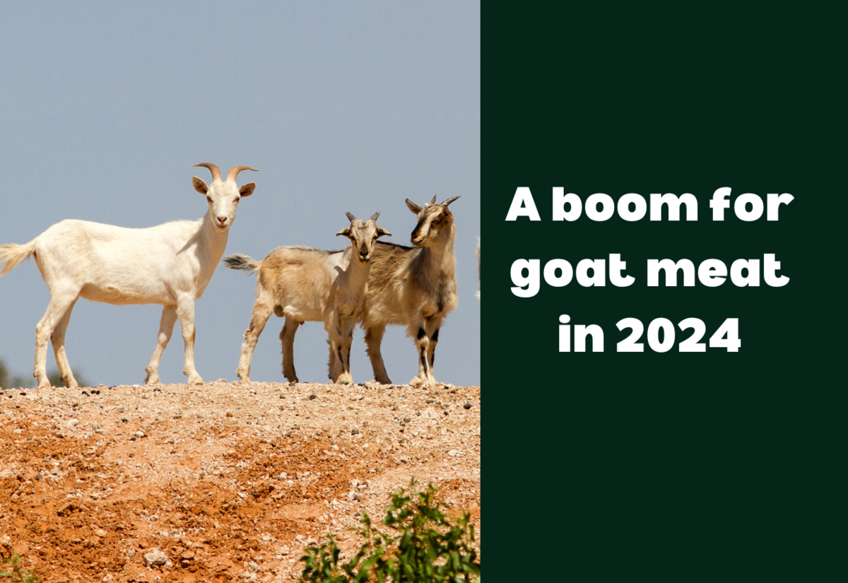 2024 was a boom year for goat meat - MLA