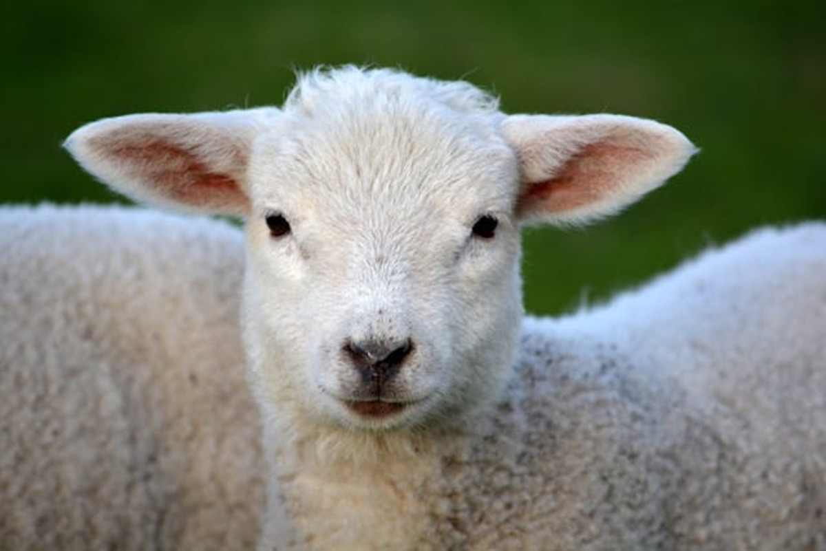 Ongoing story: Next step for sheep & goat eID