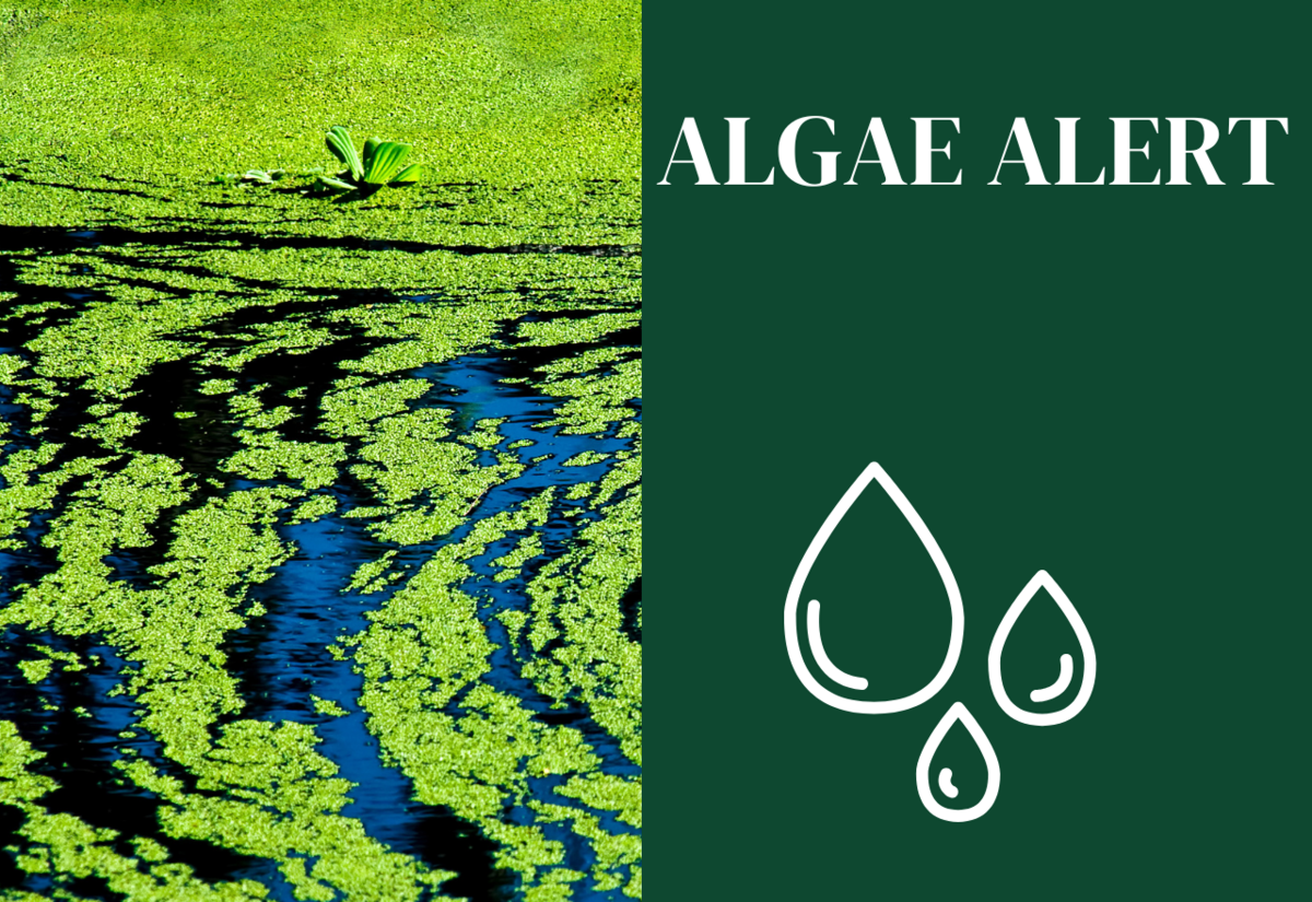 Algae alert Menindee Lakes