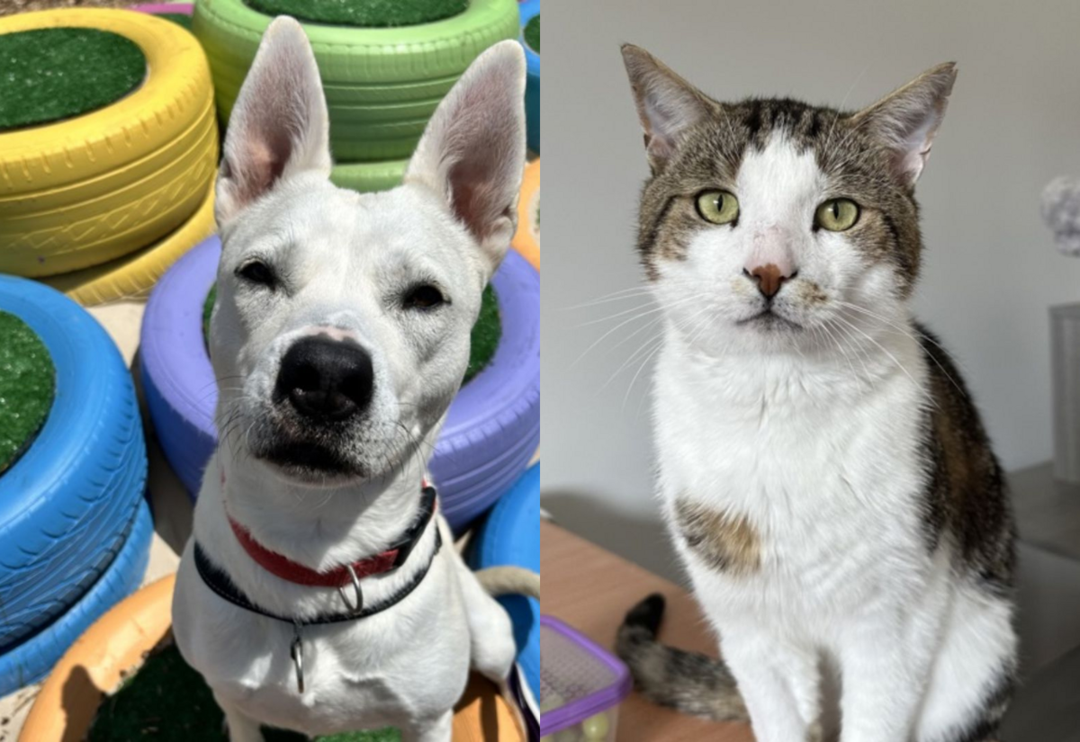 Meet the RSPCA Pets of the Week: Karla and Vincent