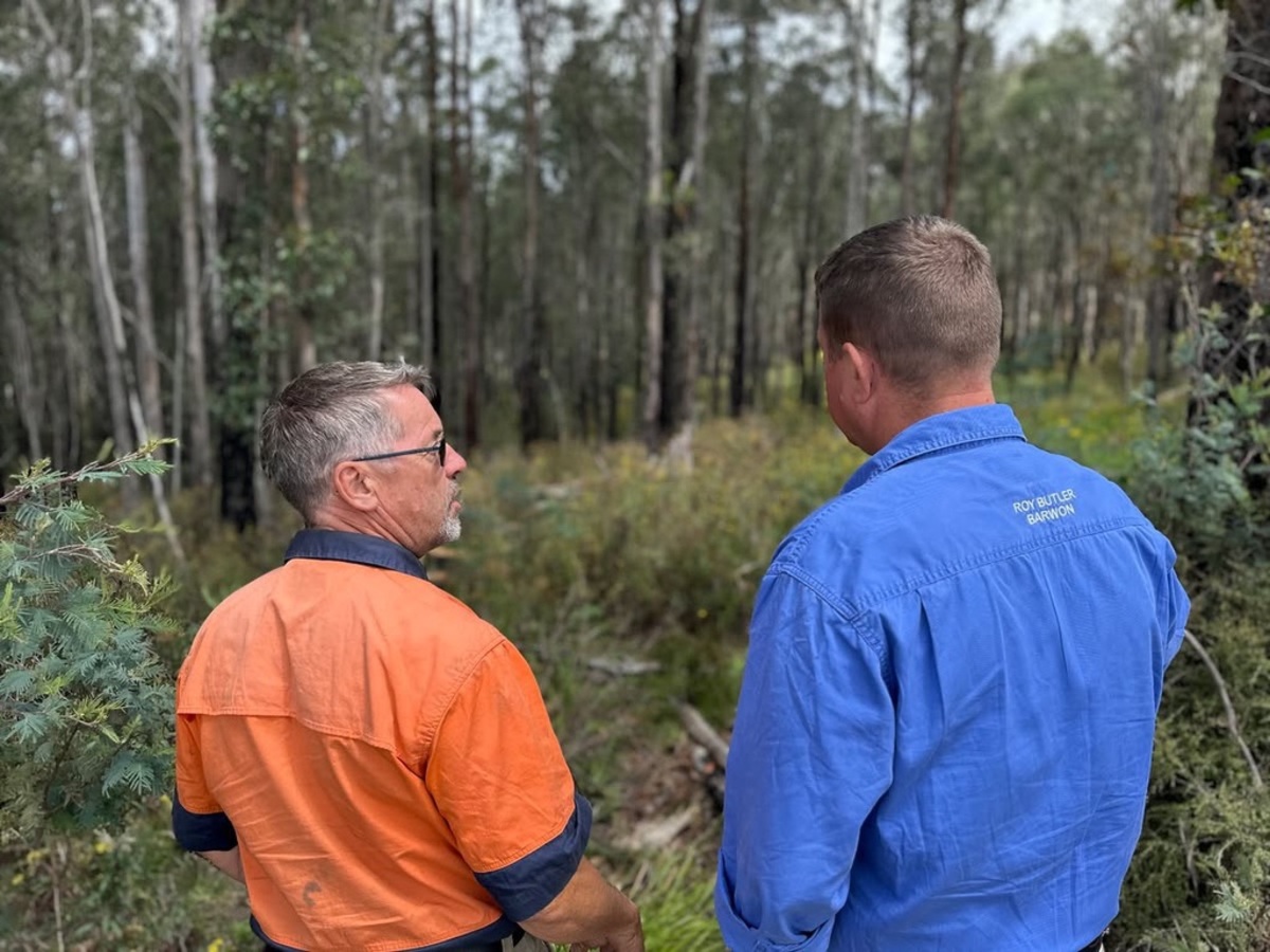 Strategic forestry could help manage the bush - Butler